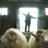 Rams