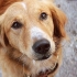 Dog’s Purpose, A